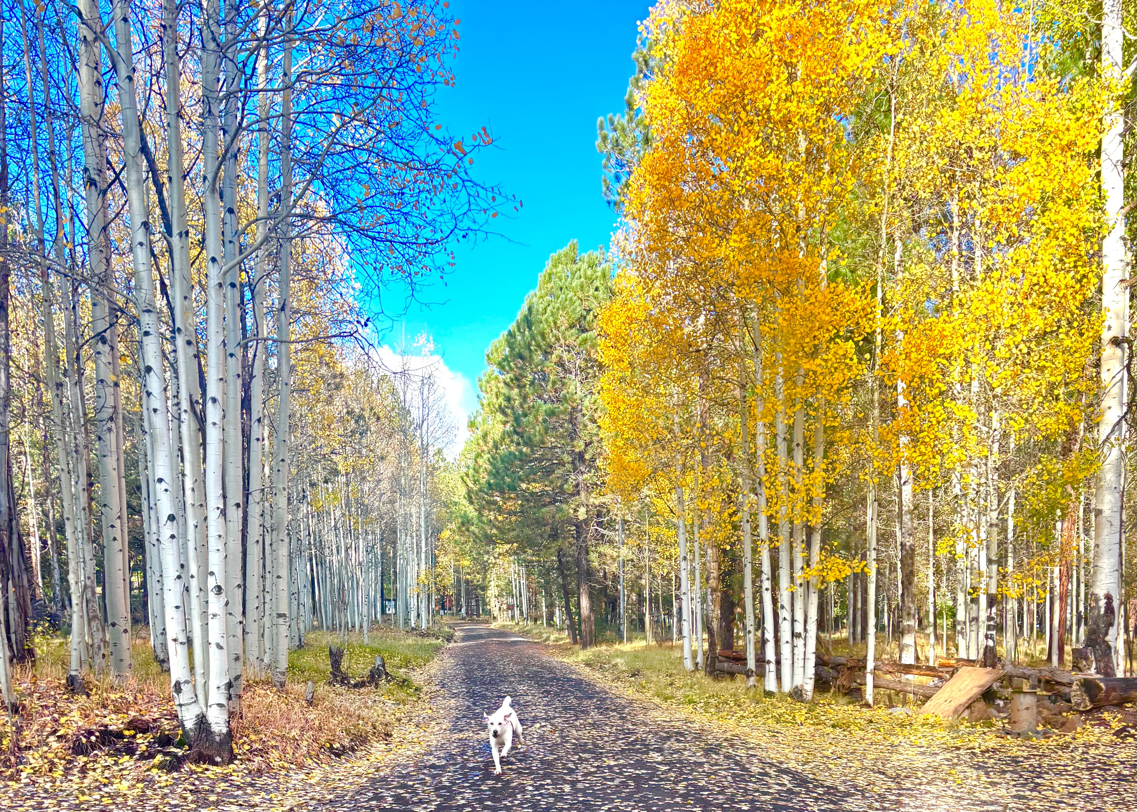 Coconino National Forest ponderosa pine views