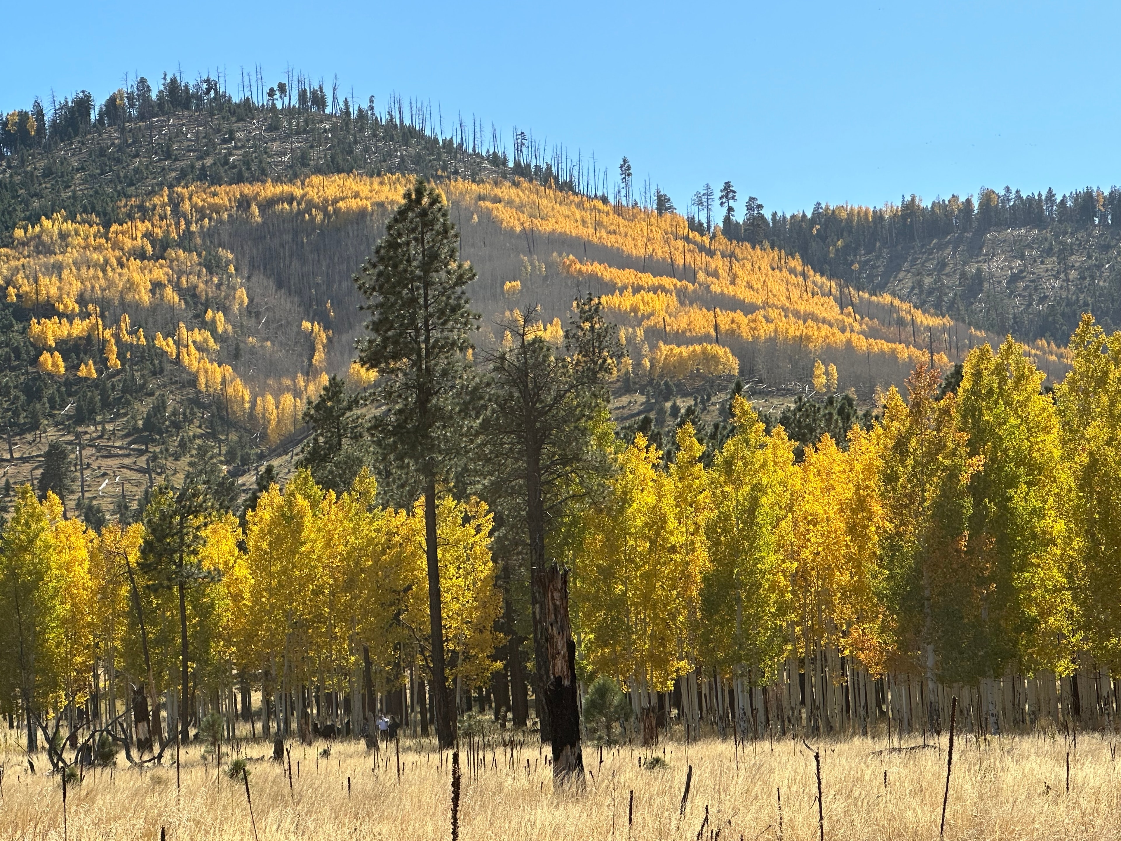 Arizona mountain cabin photo